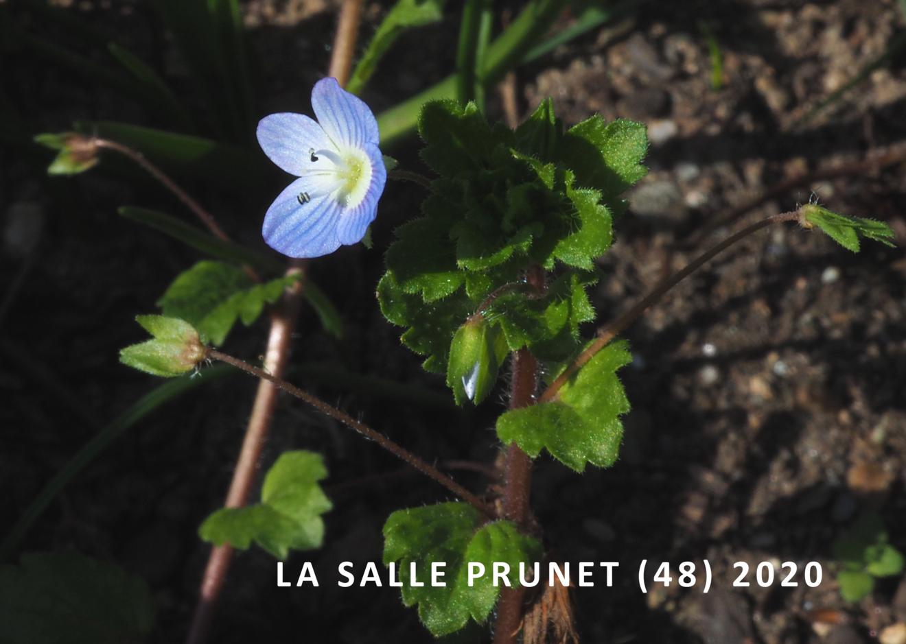 Speedwell, Field, Buxbaum's Speedwell